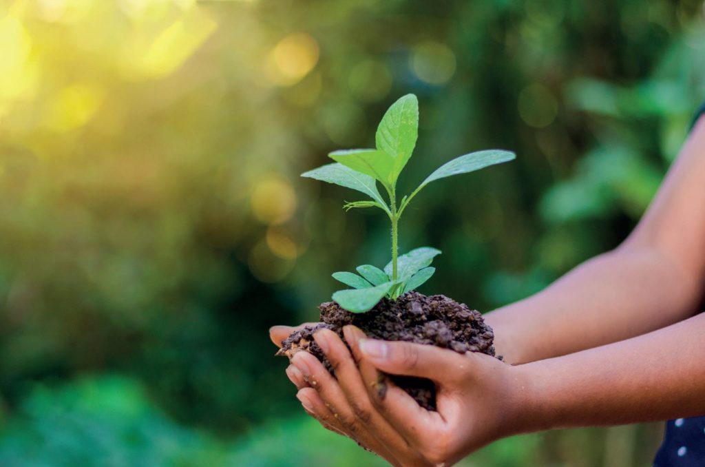 Gartenapotheke - Erste Hilfe für Pflanzen